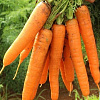 Морковь Несравненная фото 2 