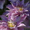 Клематис крупноцветковый Тирислунд фото 3 